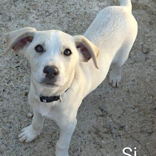 Simba - Maschio  - 3 Mesi (Nato Indicativamente Il 15 Agosto 2025)  - Meticcio  - Taglia: Medio Contenuta - 